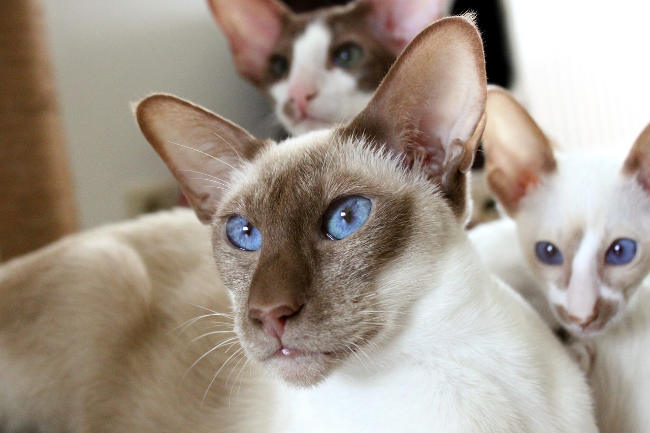 blue eyed siamese cat