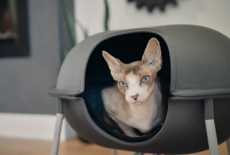 blue eyes sphynx cat harless hepper pod bed