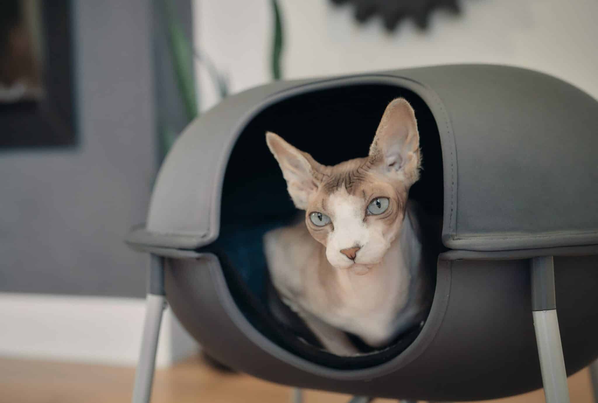 10 Best Cat Cave Beds in 2024 – Reviews & Top Picks - Catster