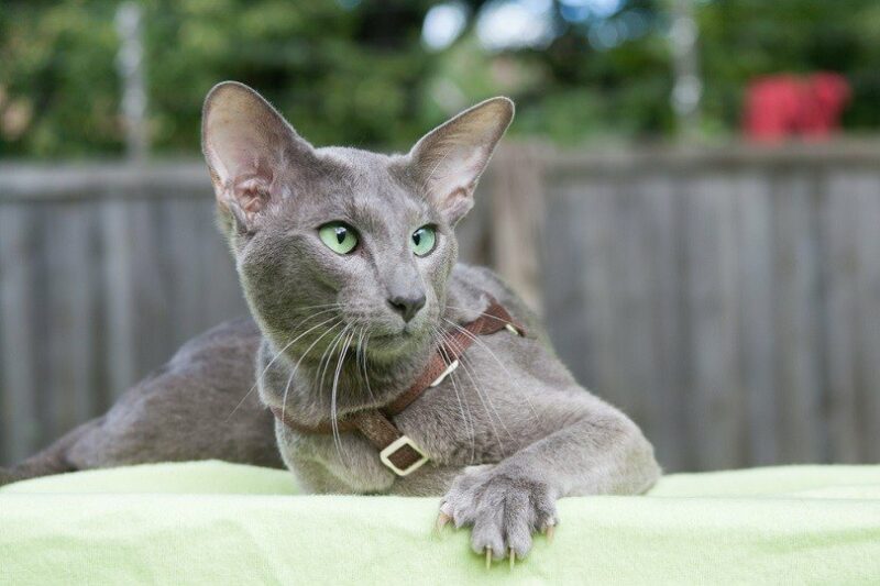 blue oriental shorthair cat lying outdoor