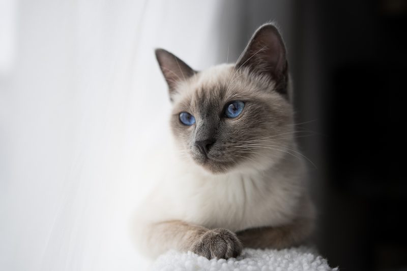 blue point siamese cat with blue eyes