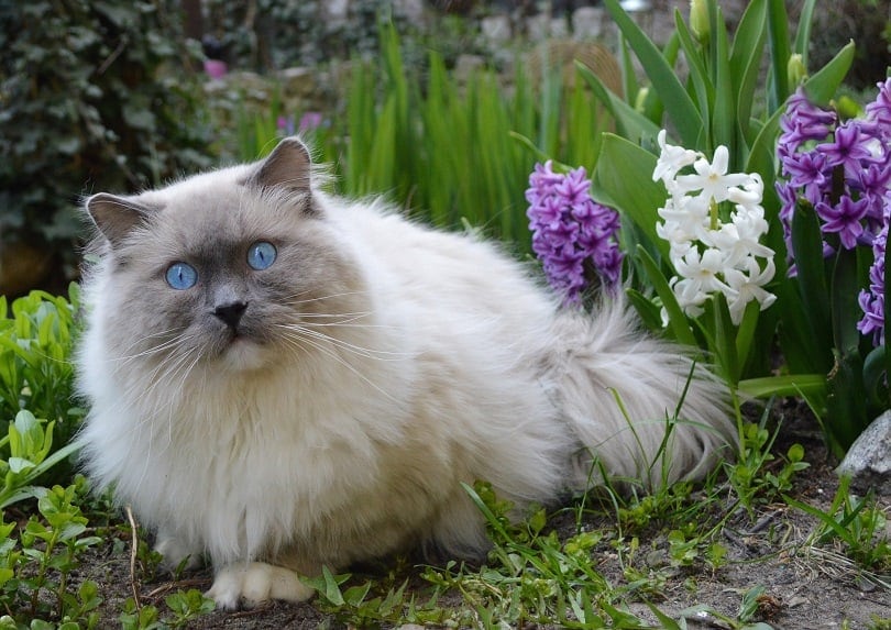 blue ragdoll outdoors