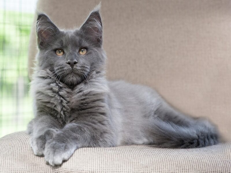 blue smoke maine coon cat lying on the couch