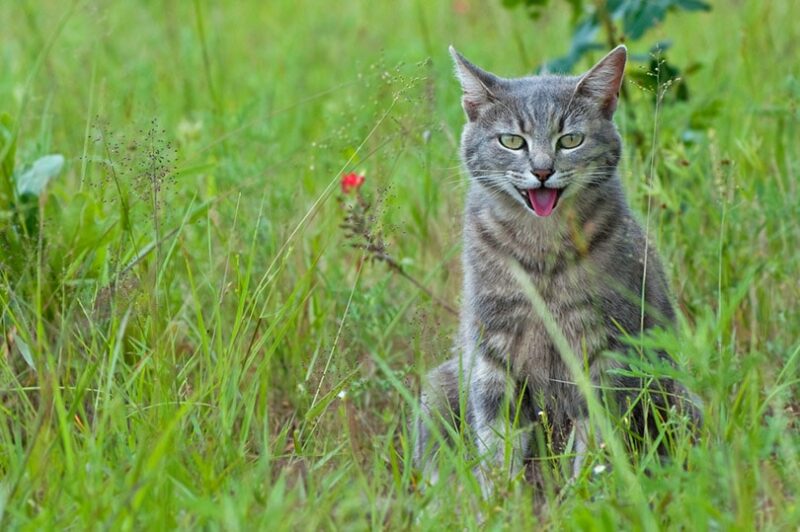blue tabby cat panting in hot weather