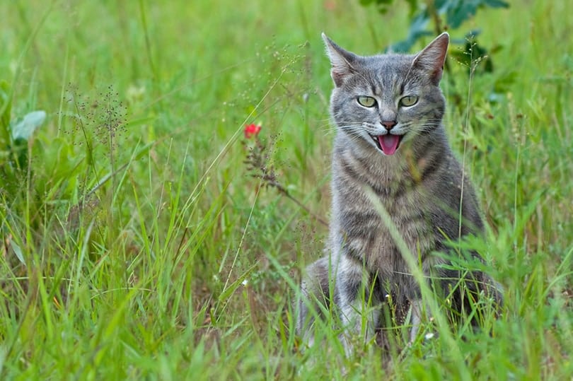 blue tabby cat panting in hot weather