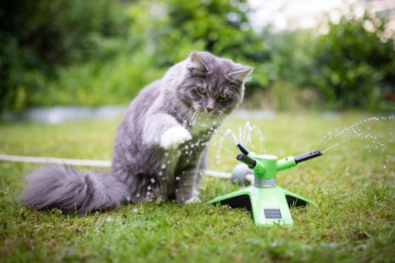 blue tabby maine coon cat playing with water coming out of a garden sprinkler