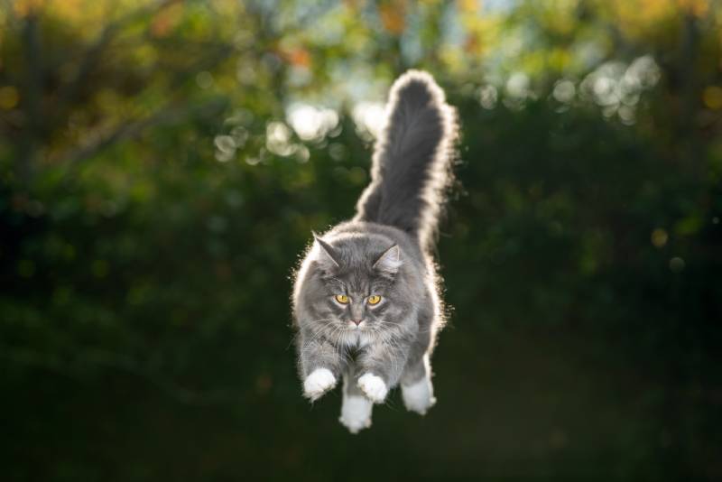 blue tabby maine coon cat with fluffy tail high up jumping