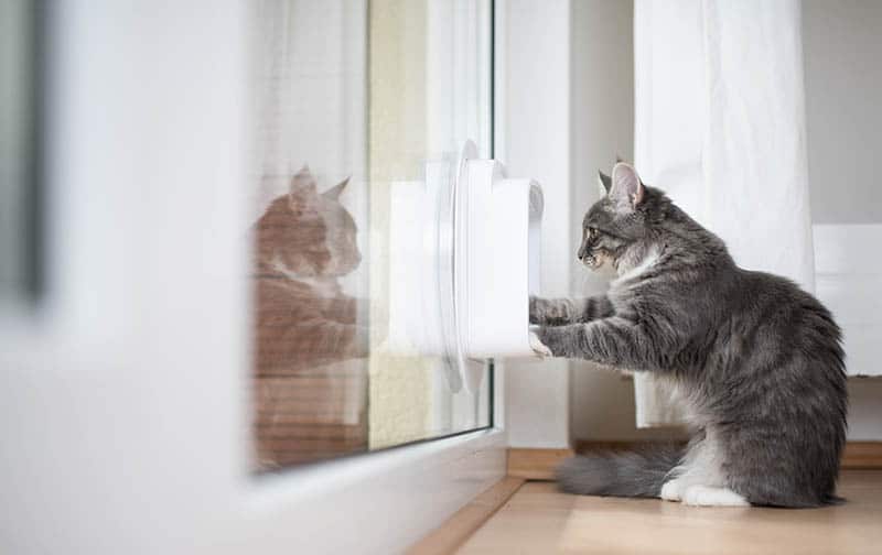 blue tabby maine coon looking at the cat door