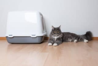 blue tabby maine coon near litter box_Nils Jacobi, Shutterstock