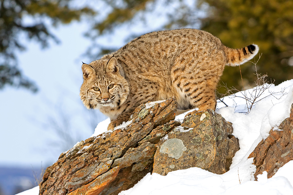 Bobcat during Winter