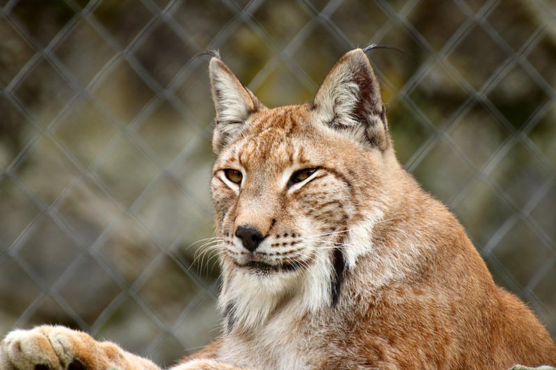 bobcat in the wild