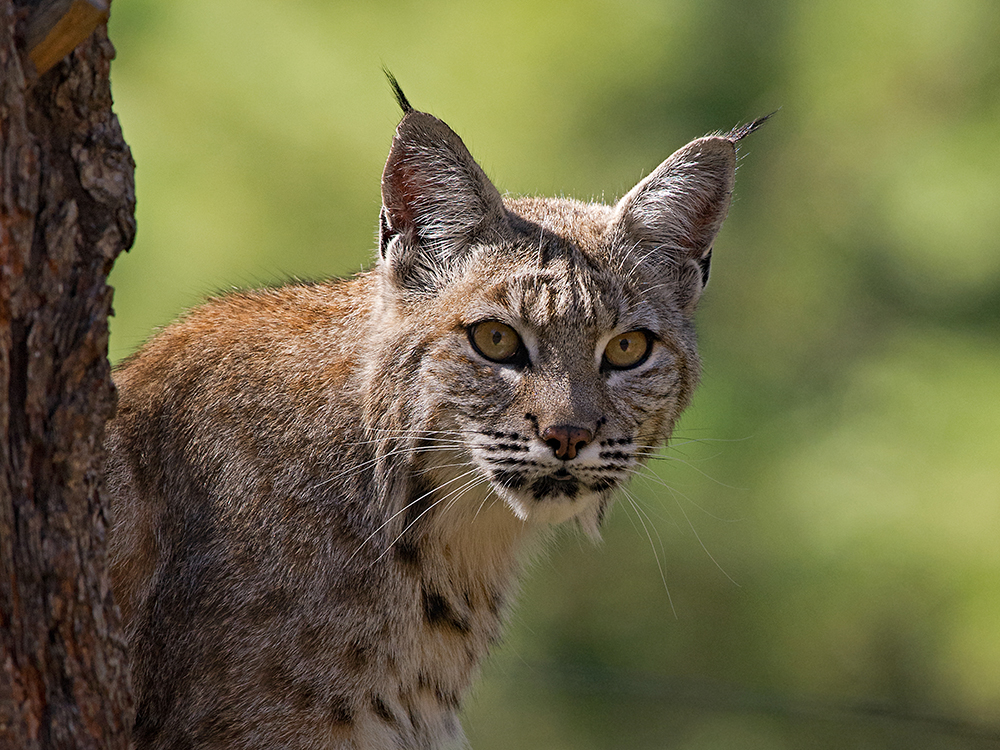 Bobcat peeking behind the tree