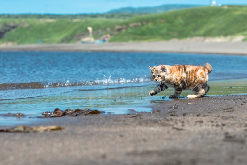 manx bobtail cat loves water