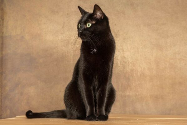 bombay cat sitting in a brown background