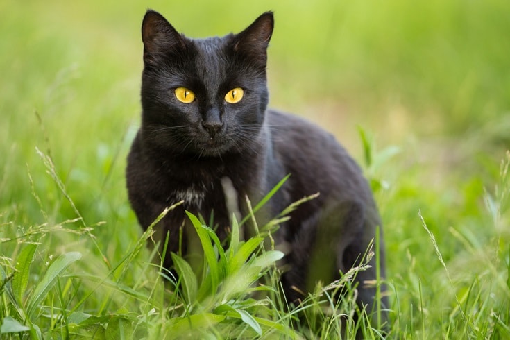 bombay cat in the grass