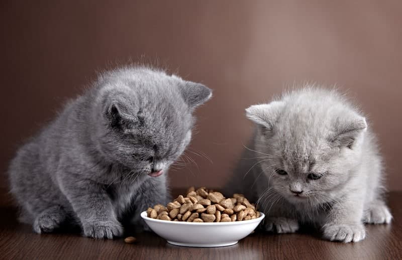 bowl of cat food ang two kittens