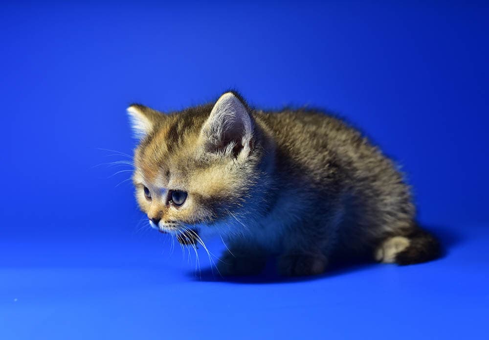 British Chinchilla kitten throwing up