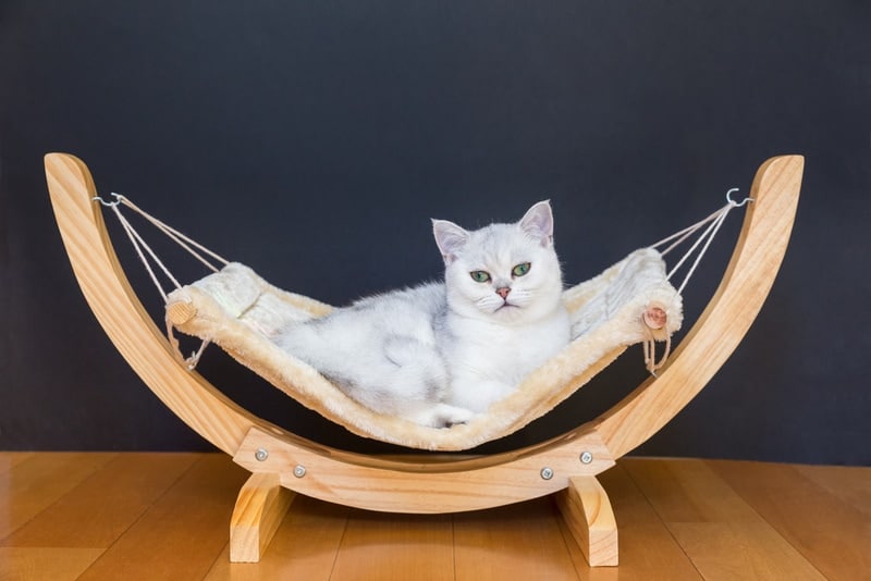 british short hair cat in hammock
