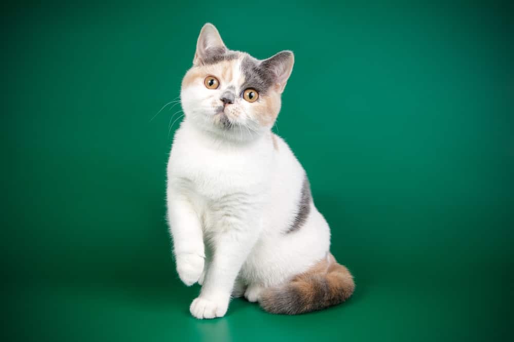 british shorthair calico cat