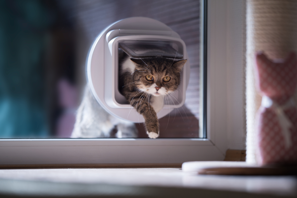 british shorthair cat entering the room by passing through a catflap in a window