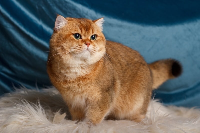 british shorthair cat on carpet