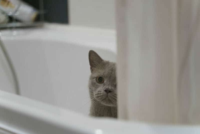 british shorthair cat peeps from the bathtub