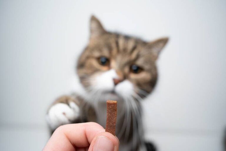 Treat Your Cat to Different Types of Cat Treats