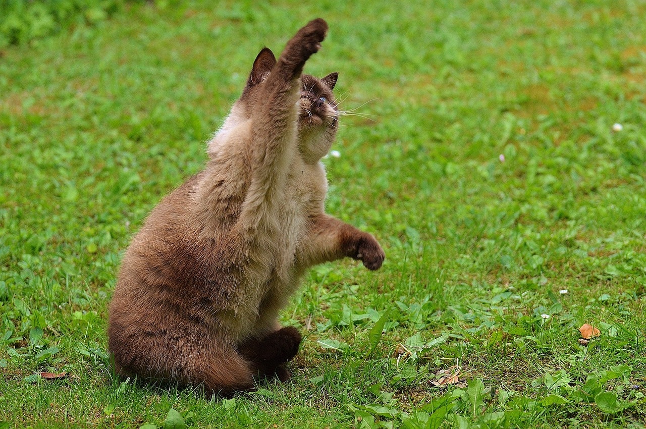 british shorthair cat reaching its paw out