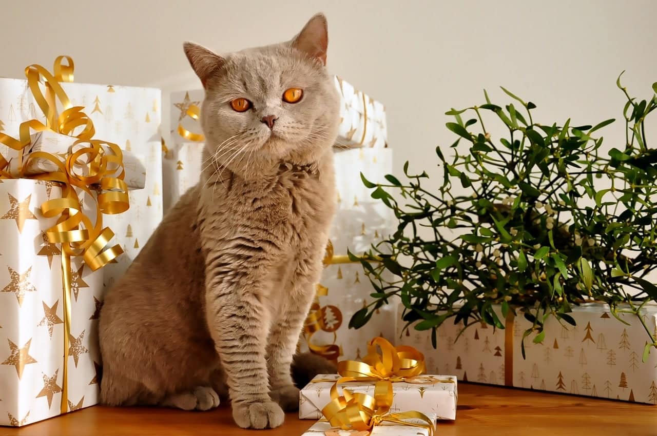 british shorthair cat surrounded with gifts