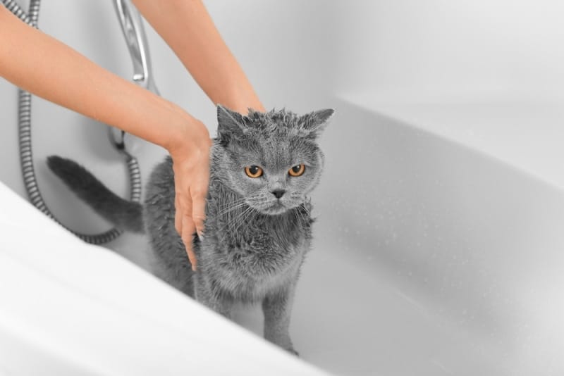 british shorthair cat taking a bath