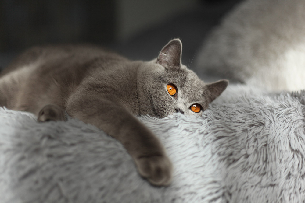 british shorthair cat with copper eyes