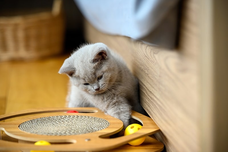 british shorthair kitten playing with puzzle toy