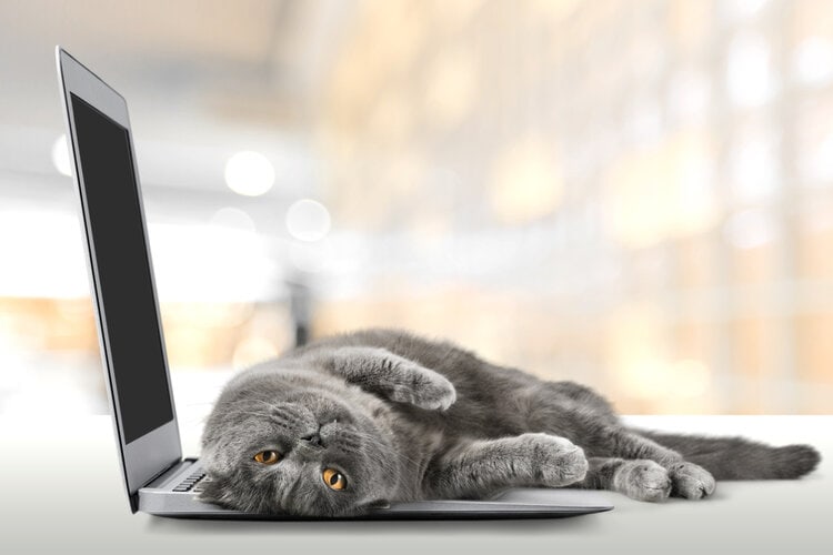 Beautiful,Domestic,Cat,Sitting,On,The,Desk,With,A,Laptop