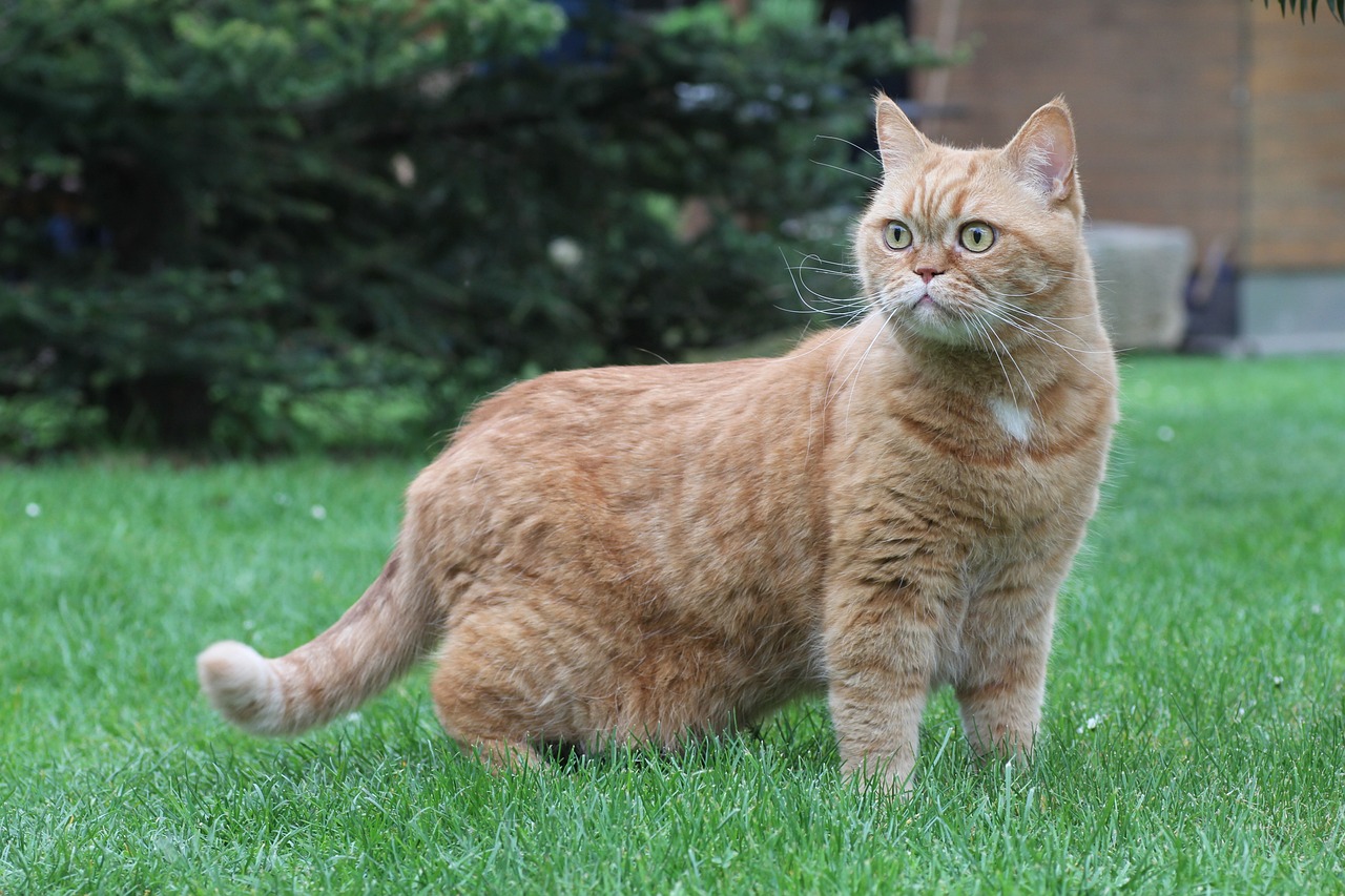 british shorthair standing on grass