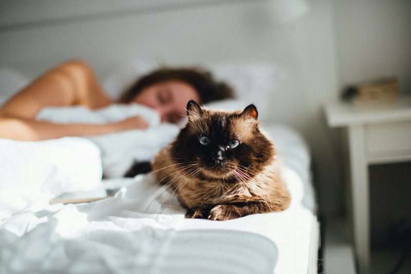 Why Did My Cat Pee on Me While I Was Sleeping? 5 Likely Reasons Catster