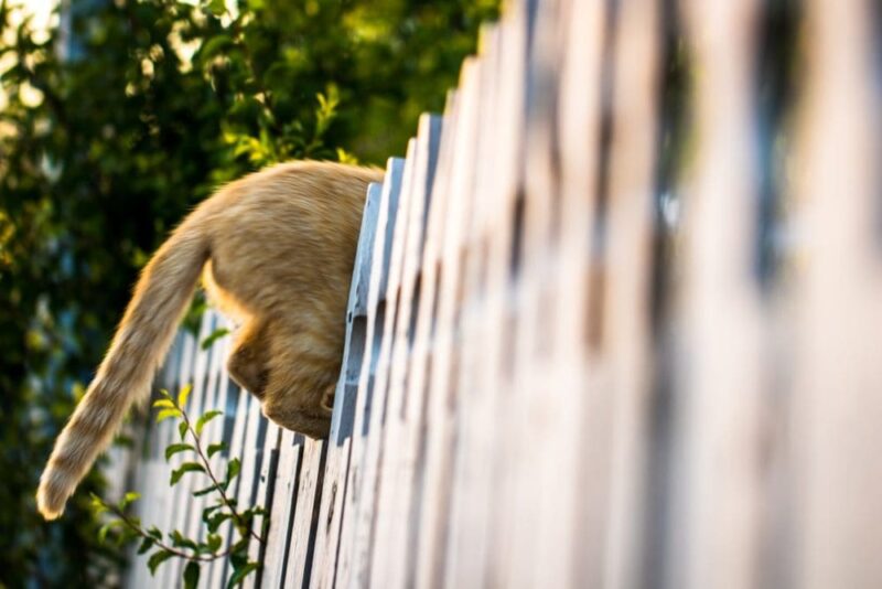 brown cat tail on a fence