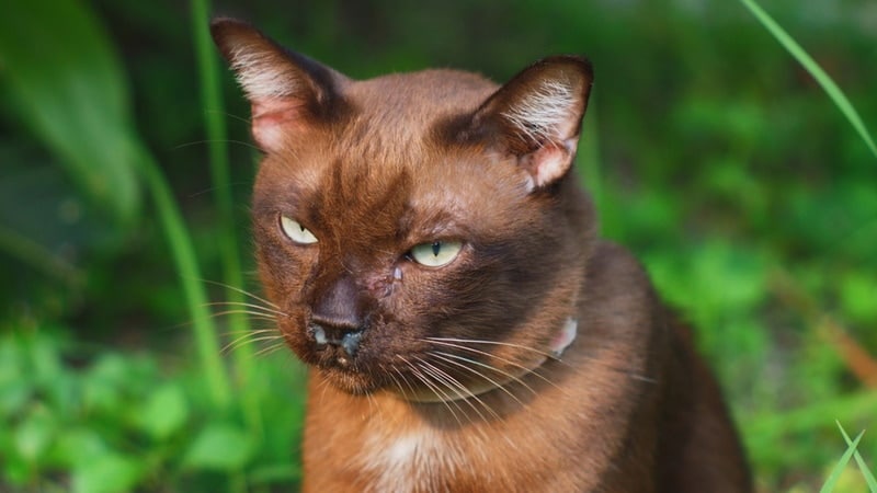 brown cat with runny nose