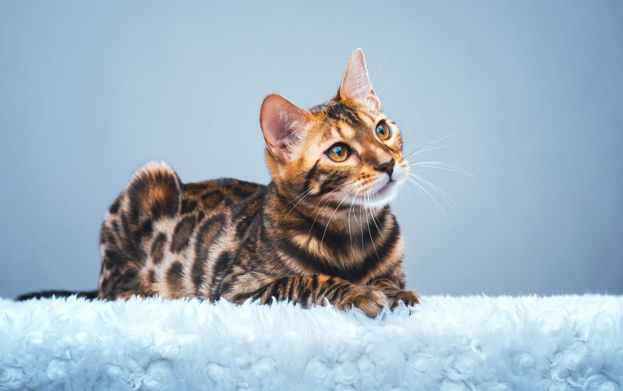 brown spotted bengal cat