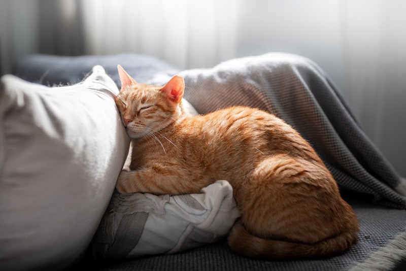 brown tabby cat sleeps on a white pillow