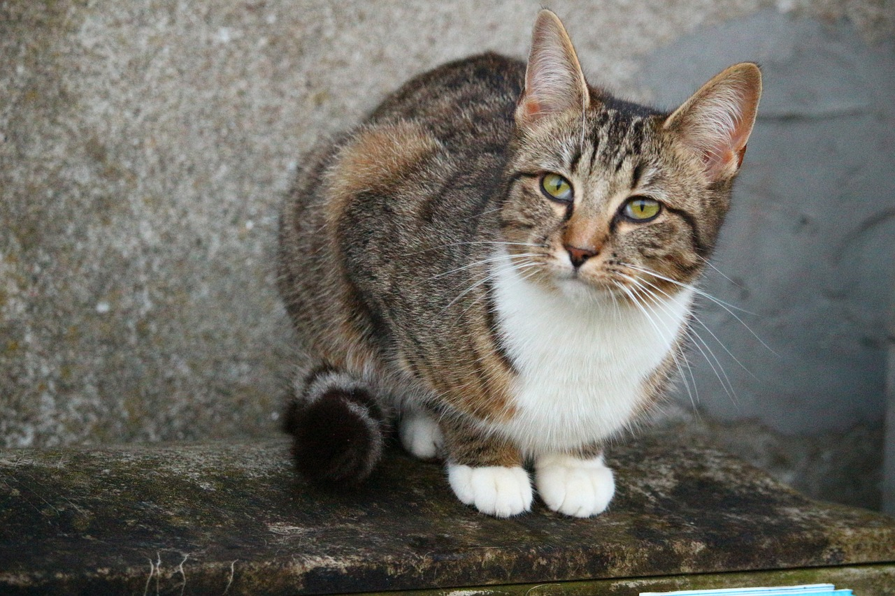 brown tabby cat