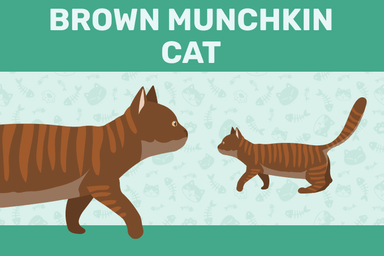 brown_munchkin_cat