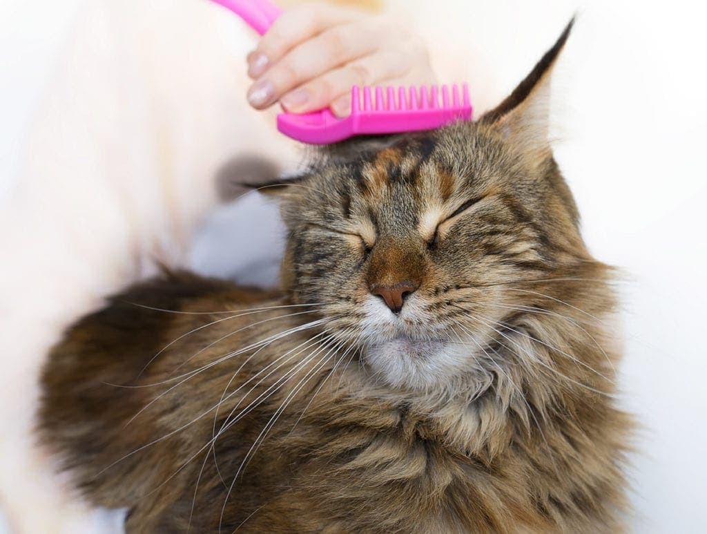 maine coon getting brushed