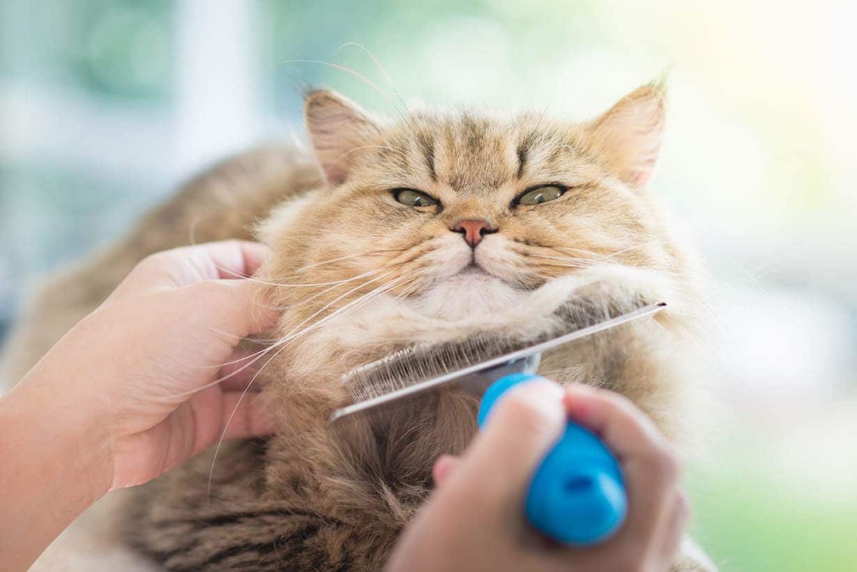 brushing cat fur