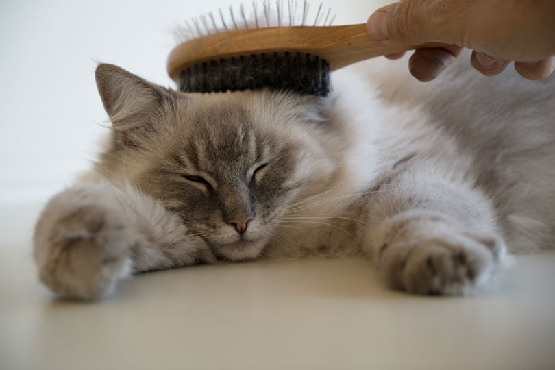 brushing ragdoll cat's hair