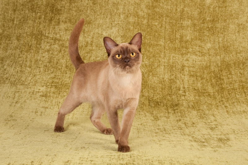 burmese cat in the studio