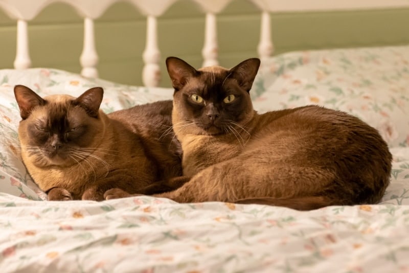 burmese cats lying on sofa