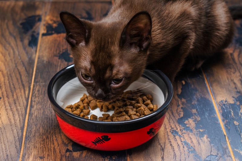 burmese kitten eating from the bowl