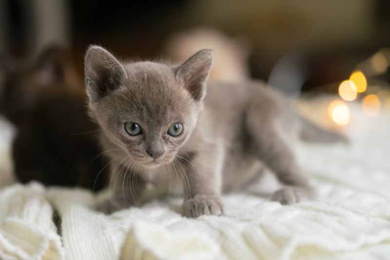 burmese kitten standing on a sweater at home