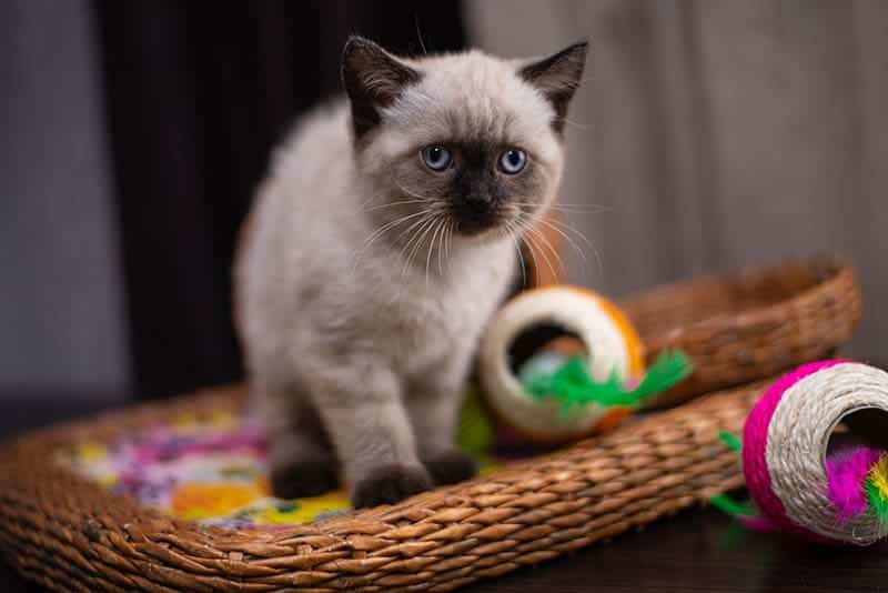 burmese munchkin kitten