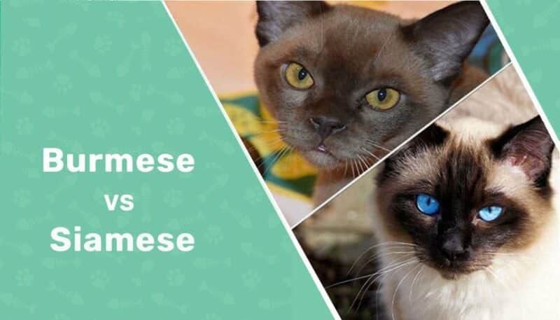 Siamese sales cross burmese